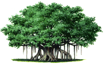 banyan tree